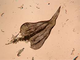 Attēlu rezultāti vaicājumam “Thuidium delicatulum sporophyte”