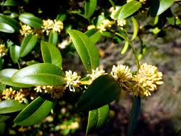 Attēlu rezultāti vaicājumam “Buxus sempervirens flower”