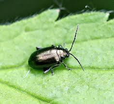 Attēlu rezultāti vaicājumam “Altica sp.”