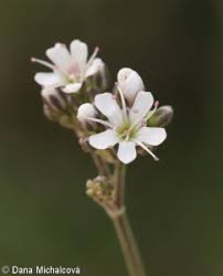 Attēlu rezultāti vaicājumam “Gypsophila fastigiata leaf”