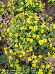Attēlu rezultāti vaicājumam “Waldsteinia geoides”