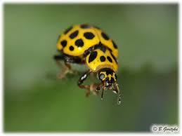 Attēlu rezultāti vaicājumam “Psyllobora vigintiduopunctata”