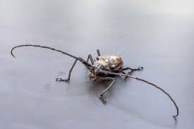 Attēlu rezultāti vaicājumam “Acanthocinus aedilis”