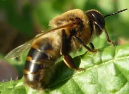 Attēlu rezultāti vaicājumam “Apis mellifera”