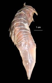 Attēlu rezultāti vaicājumam “Saduria entomon”