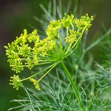 Attēlu rezultāti vaicājumam “Anethum graveolens”