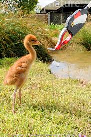 Attēlu rezultāti vaicājumam “Grus grus adult”