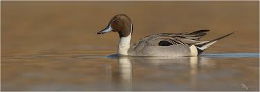 Image result for Anas acuta