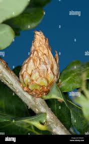 Attēlu rezultāti vaicājumam “Andricus foecundatrix”