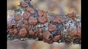 Attēlu rezultāti vaicājumam “Exidia repanda”