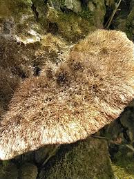 Attēlu rezultāti vaicājumam “Coriolopsis trogii”