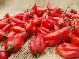 Afbeeldingsresultaat voor paper lantern hot pepper