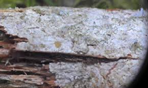 Attēlu rezultāti vaicājumam “Paradiacheopsis rigida stalked”