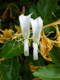 Attēlu rezultāti vaicājumam “Lonicera ferdinandii”