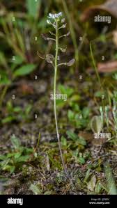 Attēlu rezultāti vaicājumam “Teesdalia nudicaulis”