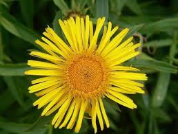 Attēlu rezultāti vaicājumam “Inula salicina leaf”