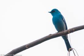 Attēlu rezultāti vaicājumam “Muscicapidae”