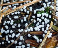 Attēlu rezultāti vaicājumam “Lindbladia tubulina spores”