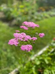 Image result for Achillea filipendulina