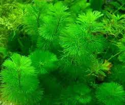 「金魚藻」的圖片搜尋結果