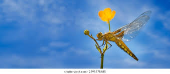 Attēlu rezultāti vaicājumam “Libellula depressa female”