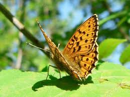 Attēlu rezultāti vaicājumam “Brenthis ino”