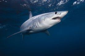 Image result for Carcharhinus brevipinna