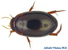 Attēlu rezultāti vaicājumam “Dytiscidae”