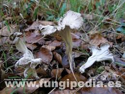 Attēlu rezultāti vaicājumam “Pseudocraterellus”