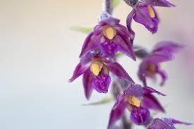 Attēlu rezultāti vaicājumam “Epipactis atrorubens bud”