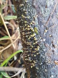 Attēlu rezultāti vaicājumam “Didymium xanthopus spores”