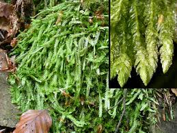 Attēlu rezultāti vaicājumam “Plagiomnium undulatum sporophyte”