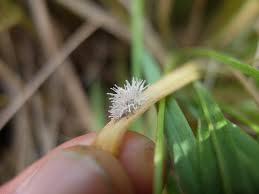 Attēlu rezultāti vaicājumam “Torrubiella arachnophila”