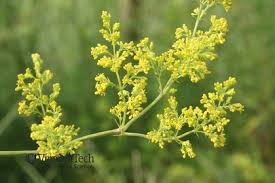 Attēlu rezultāti vaicājumam “Galium verum bud”