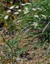 Image result for Pimpinella saxifraga