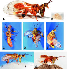 Attēlu rezultāti vaicājumam “Neuroptera”