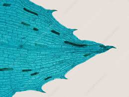 Attēlu rezultāti vaicājumam “Hydrilla verticillata leaf”