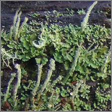 Attēlu rezultāti vaicājumam “Cladonia coniocraea”