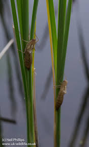 Attēlu rezultāti vaicājumam “Libellula quadrimaculata larva”