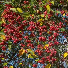 Attēlu rezultāti vaicājumam “Malus mandshurica”