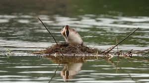Attēlu rezultāti vaicājumam “Podiceps cristatus nest”