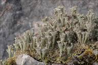 Attēlu rezultāti vaicājumam “Cladonia phyllophora”