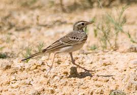 Image result for Anthus campestris
