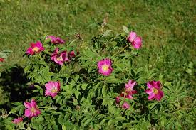 Attēlu rezultāti vaicājumam “Rosa glabrifolia”