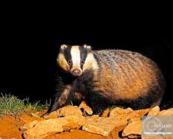 Attēlu rezultāti vaicājumam “Meles meles adult”