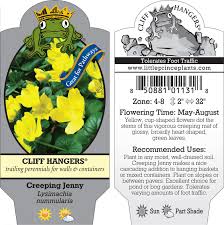 Attēlu rezultāti vaicājumam “Lysimachia nummularia flower”