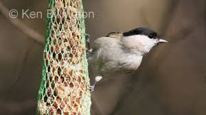 Attēlu rezultāti vaicājumam “Poecile palustris adult”