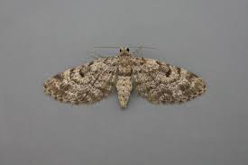 Attēlu rezultāti vaicājumam “Eupithecia tantillaria”