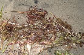 Attēlu rezultāti vaicājumam “Najas major leaf”