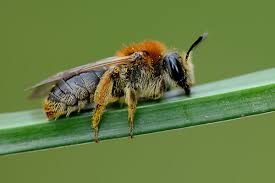 Attēlu rezultāti vaicājumam “Andrena haemorrhoa female”